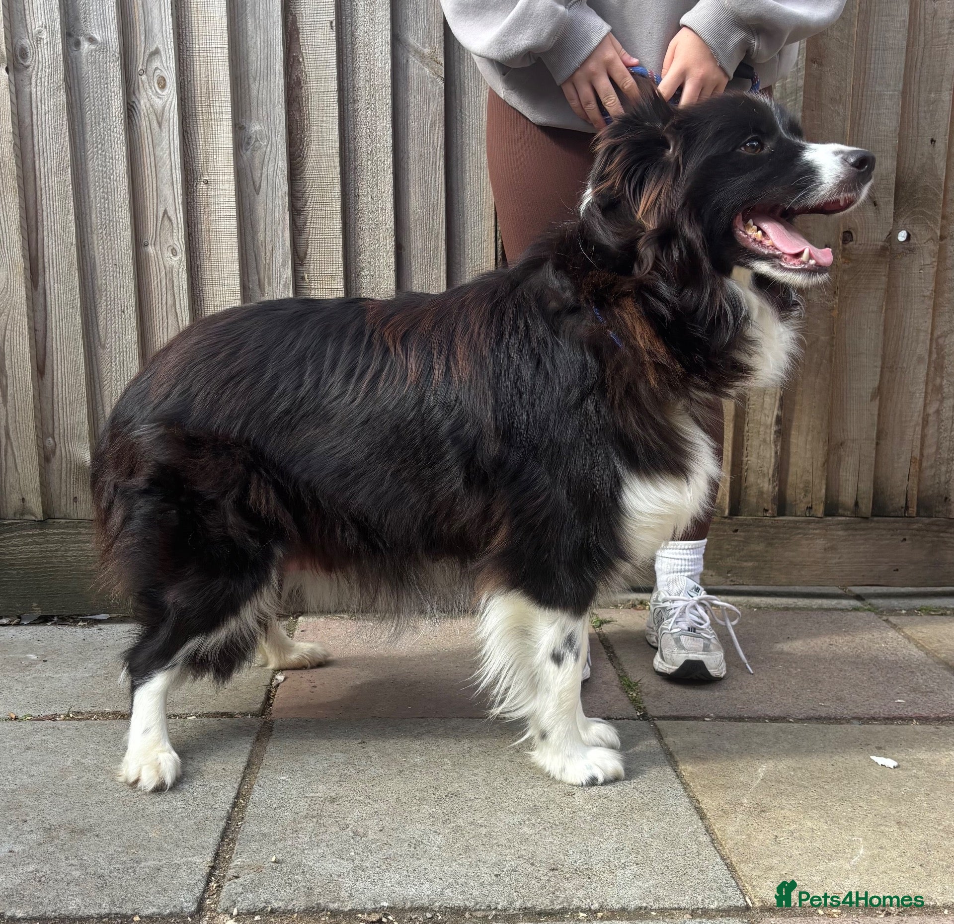 Border Collie dogs Outstanding KC Show Border Collie Puppies - Advert 1