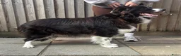 Border Collie dogs for sale: Outstanding KC Show Border Collie Puppies - Advert 11