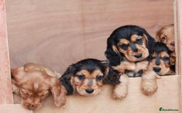 Cocker Spaniel dogs for sale: Full Cocker Spaniels Puppies  - Image 16