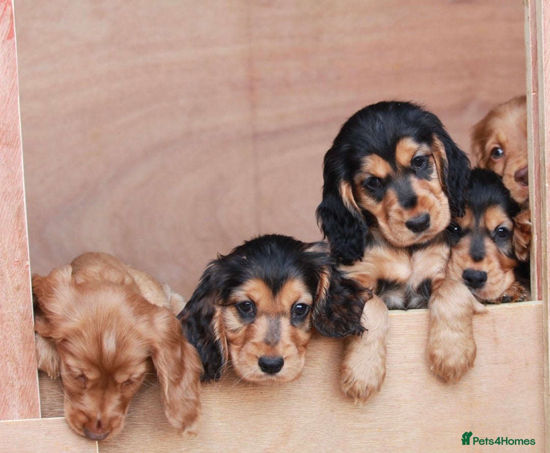 Cocker Spaniel dogs for sale: Full Cocker Spaniels Puppies  - Image 16