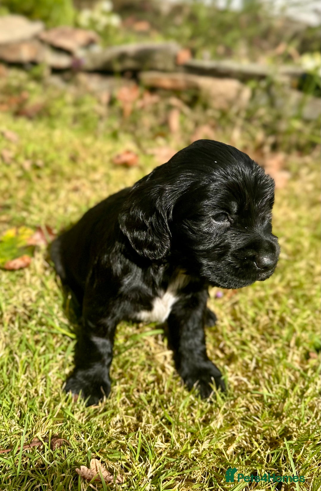 Sprocker dogs for sale: Sprocker spaniel puppies  - Image 11