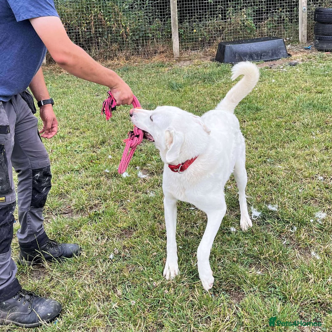 Mixed Breed dogs for adoption: DOUGIE - Like a Large Labrador - Image 8