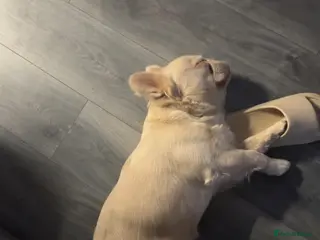 French Bulldog dogs platinum french bulldog - Advert 1