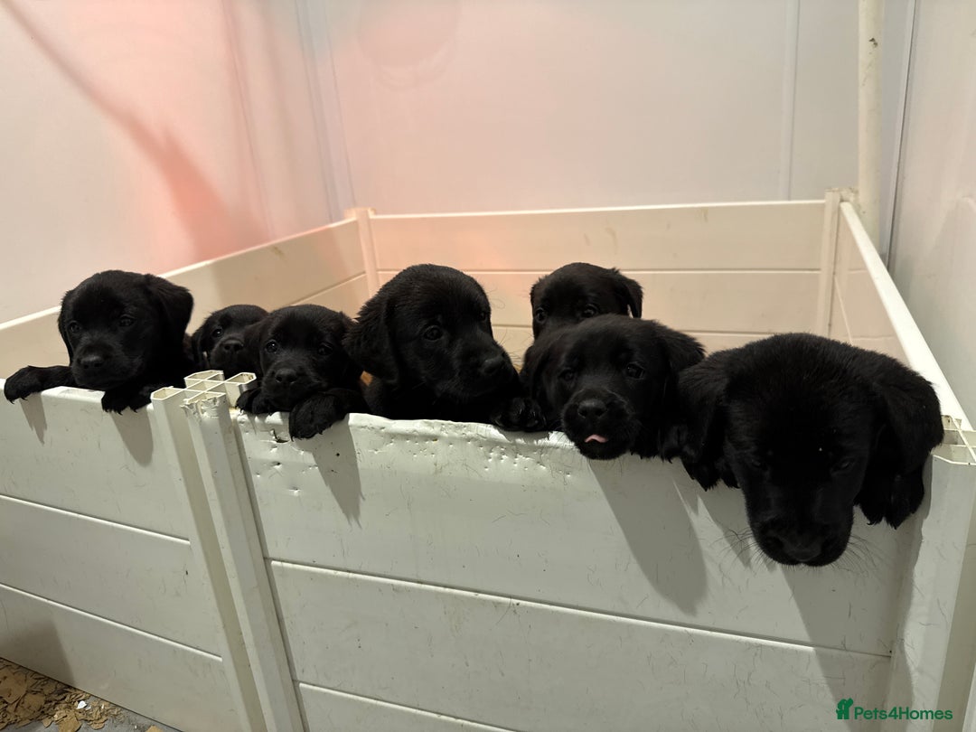 Labrador Retriever dogs for sale: 🐾 Beautiful Black Labrador Pups Ready 9 Jan 26 🐾 - Advert 6