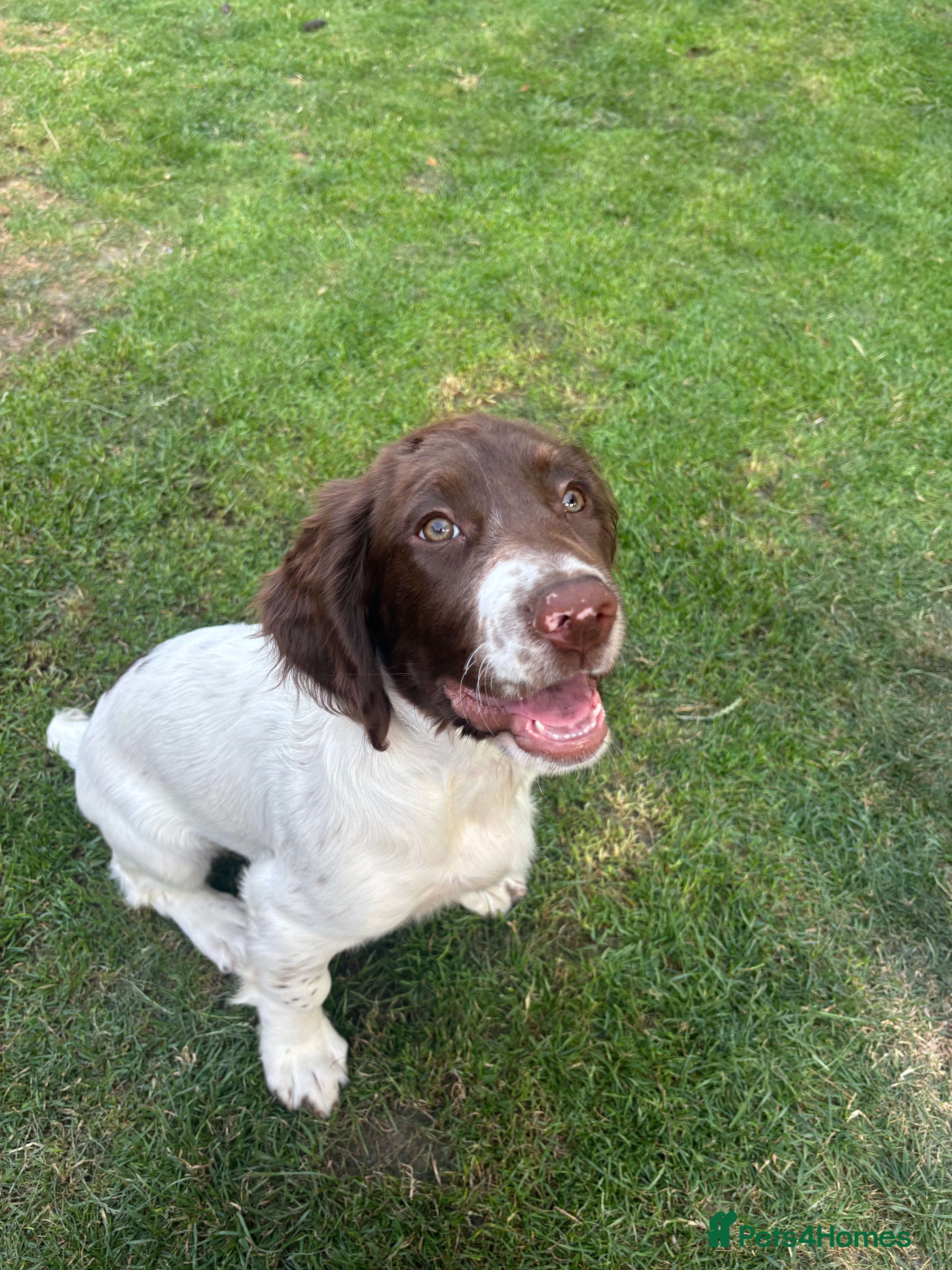 English Springer Spaniel dogs KC Working ESS puppies Ready to be rehomed now - Advert 2