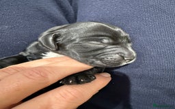 Cocker Spaniel dogs for sale: Exceptional pedigree KC champion show Cockers.  - Image 26