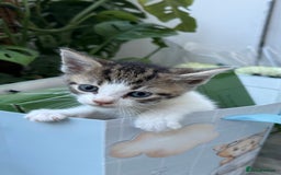 Mixed Breed cats for sale: Beautiful Mixed Breed kittens (plz see description - Image 10