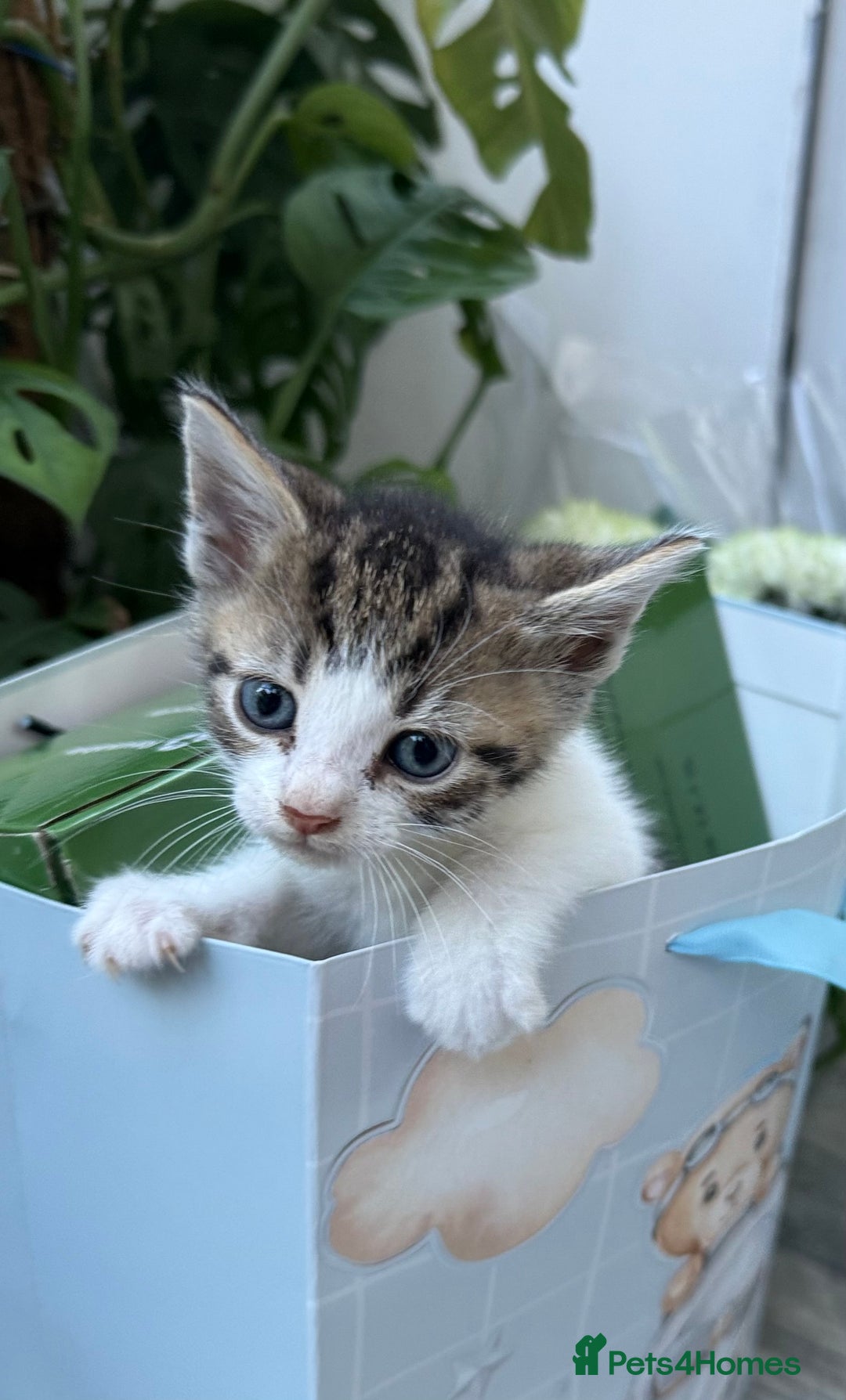 Mixed Breed cats for sale: Beautiful Mixed Breed kittens (plz see description - Image 10