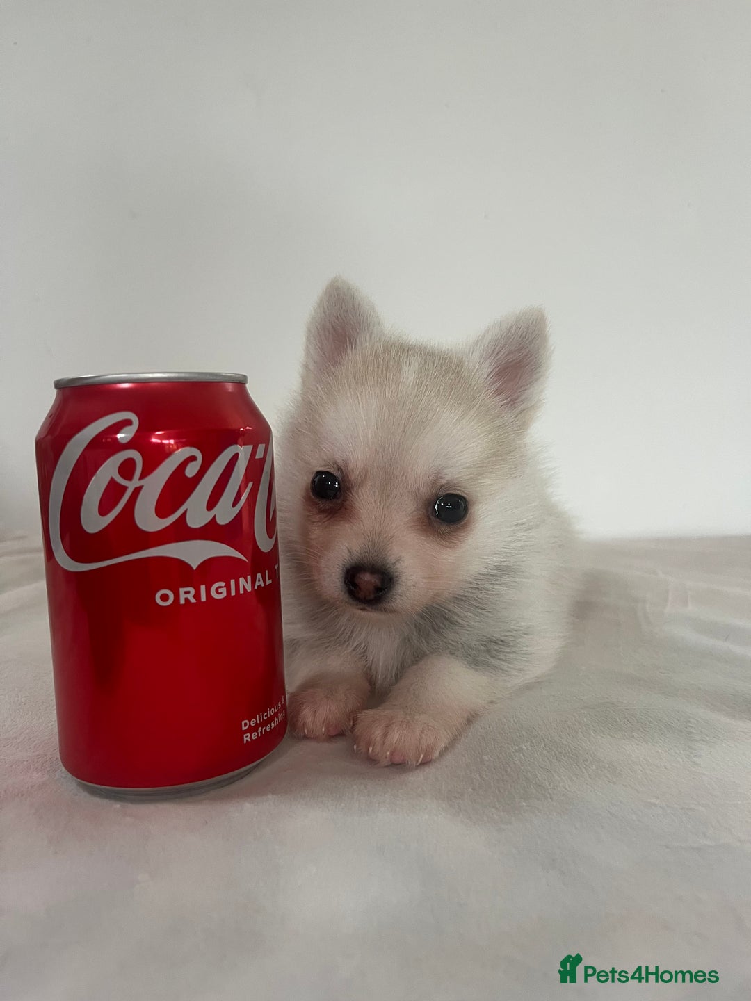 Pomsky dogs for sale: Honey I shrunk the Husky 😂 Genuine Toy size pomsk - Image 15