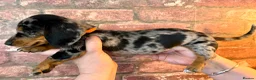 Miniature Dachshund dogs for sale: Beautiful miniature Dachshund puppies ready now - Advert 17