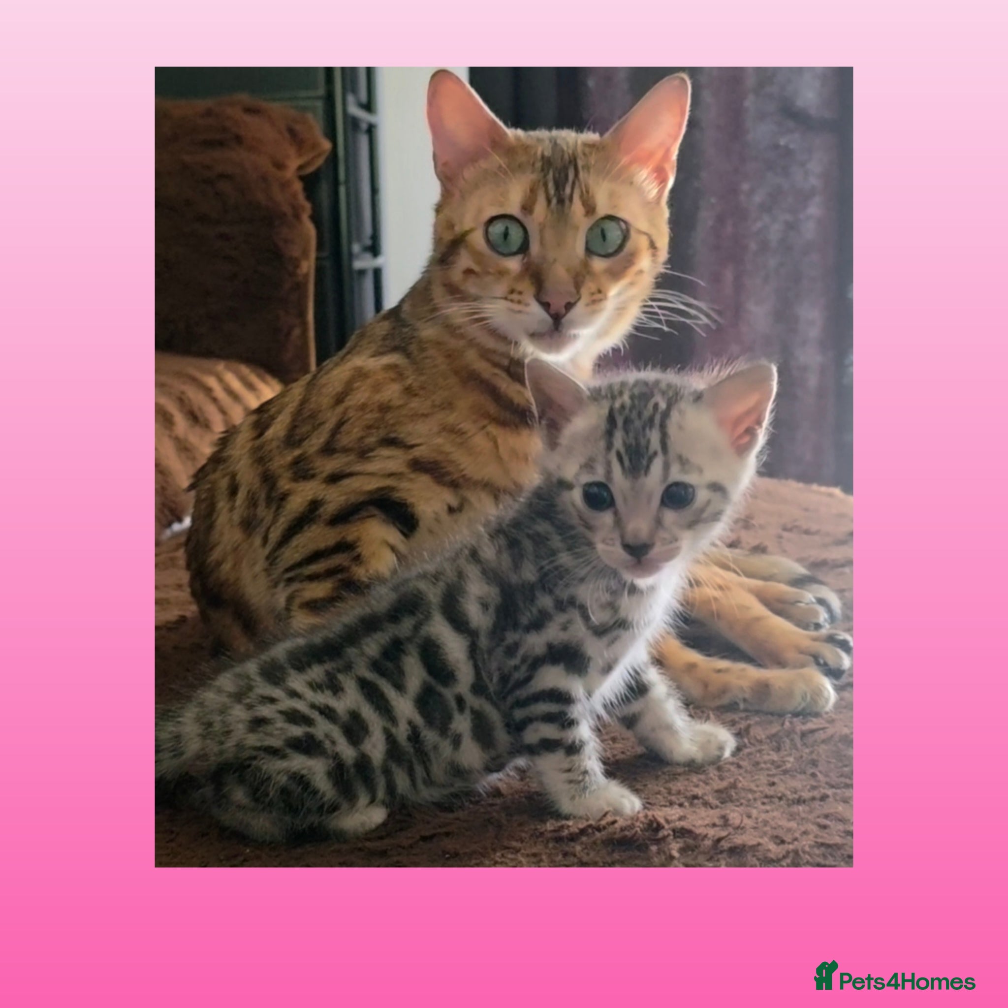 Bengal cats Silver grey bengal exceptional markings - Advert 7