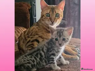 Bengal cats Silver grey bengal exceptional markings - Advert 7