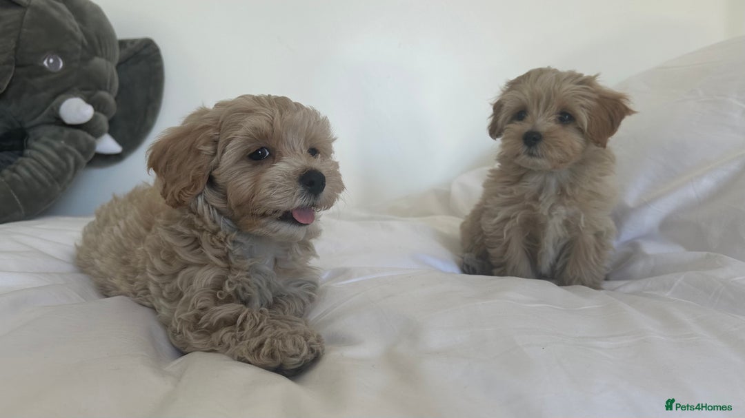 Maltipoo dogs for sale: **CHAMPION MALTIPOOS* HEALTH TESTED PARENTS** - Image 13