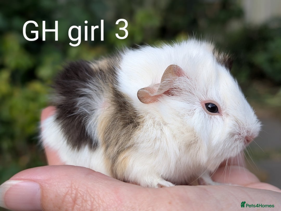 Guinea Pig rodents for sale: Gorgeous guinea pig pups  - Image 5
