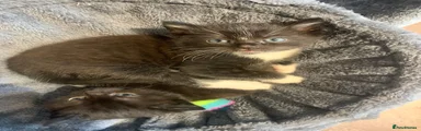 Mixed Breed Kitten 1