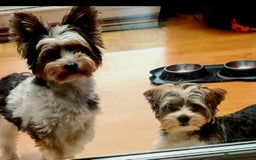 Biewer Terrier dogs for sale: Yorkshire Biewer Terriers Puppies - Image 2