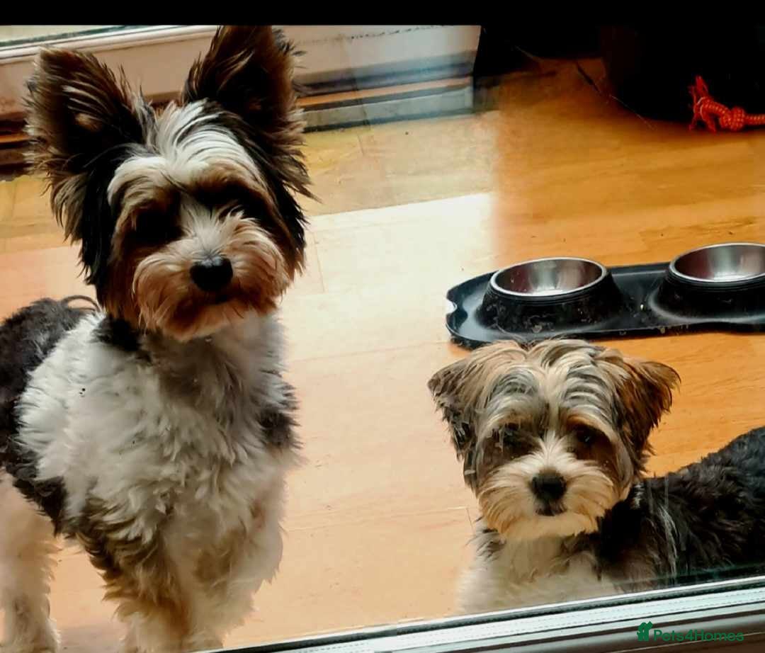 Biewer Terrier dogs for sale: Yorkshire Biewer Terriers Puppies - Image 2