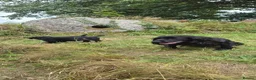 Mixed Breed dogs for sale: Cocker x Collie Puppies in Launceston - Advert 18