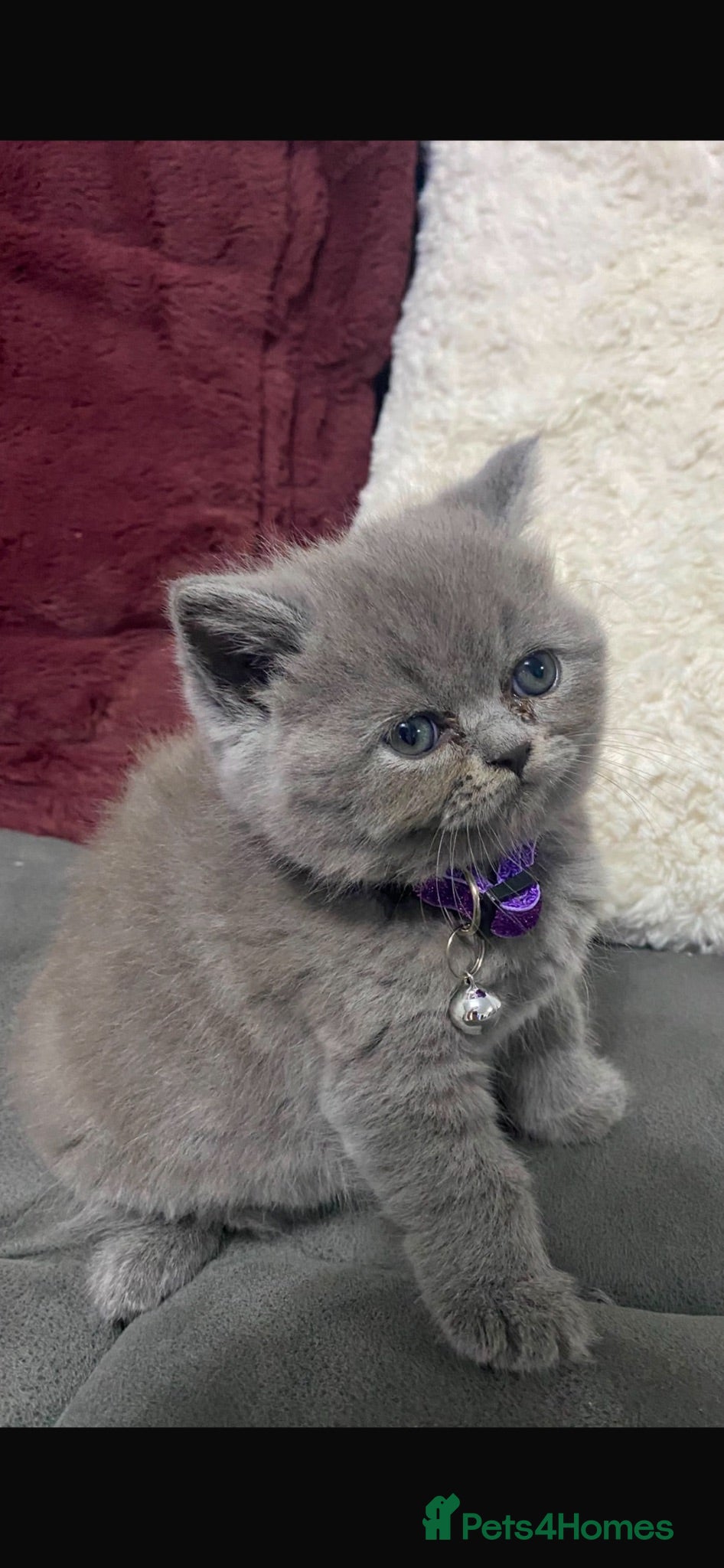 Mixed Breed cats Beautiful British shorthair/persian kittens - Advert 2