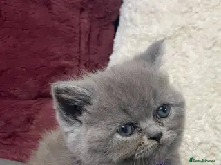 Mixed Breed cats Beautiful British shorthair/persian kittens - Advert 2