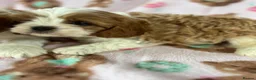 Cavapoo dogs for sale: Cavapoo Puppies 🐶  - Advert 2