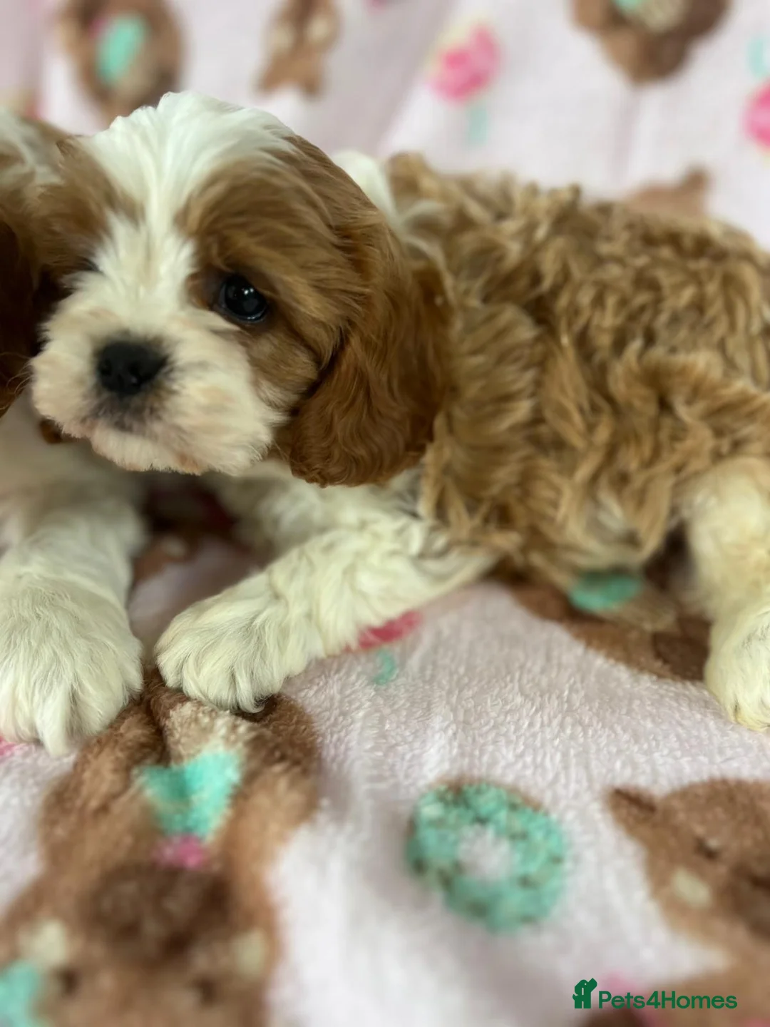 Cavapoo dogs for sale: Cavapoo Puppies 🐶  - Advert 2