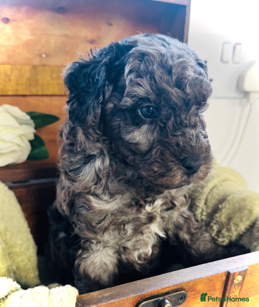 Cavapoochon dogs for sale: F1b Cavapoochon  - Image 33