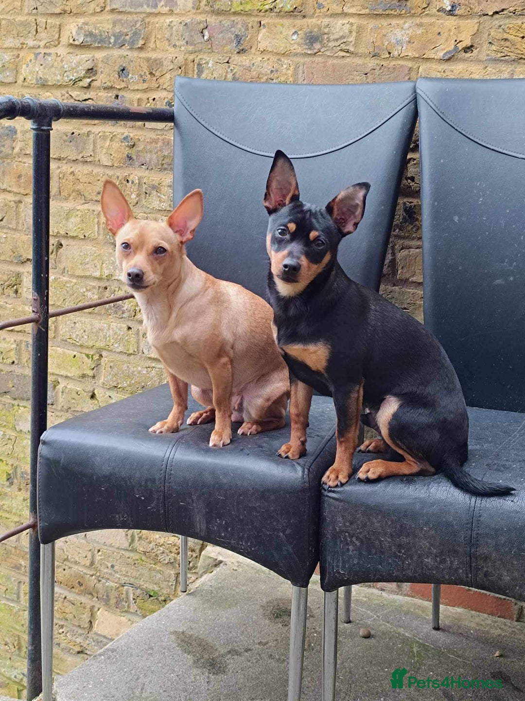 German Pinscher dogs for sale: Pincher - Advert 5