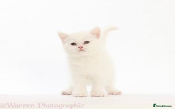 British Shorthair cats for sale: Stunning British shorthair - Image 3