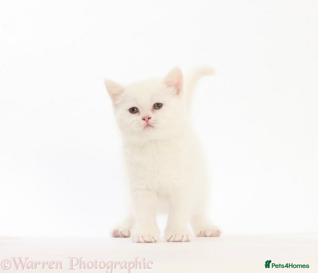 British Shorthair cats for sale: Stunning British shorthair - Image 3