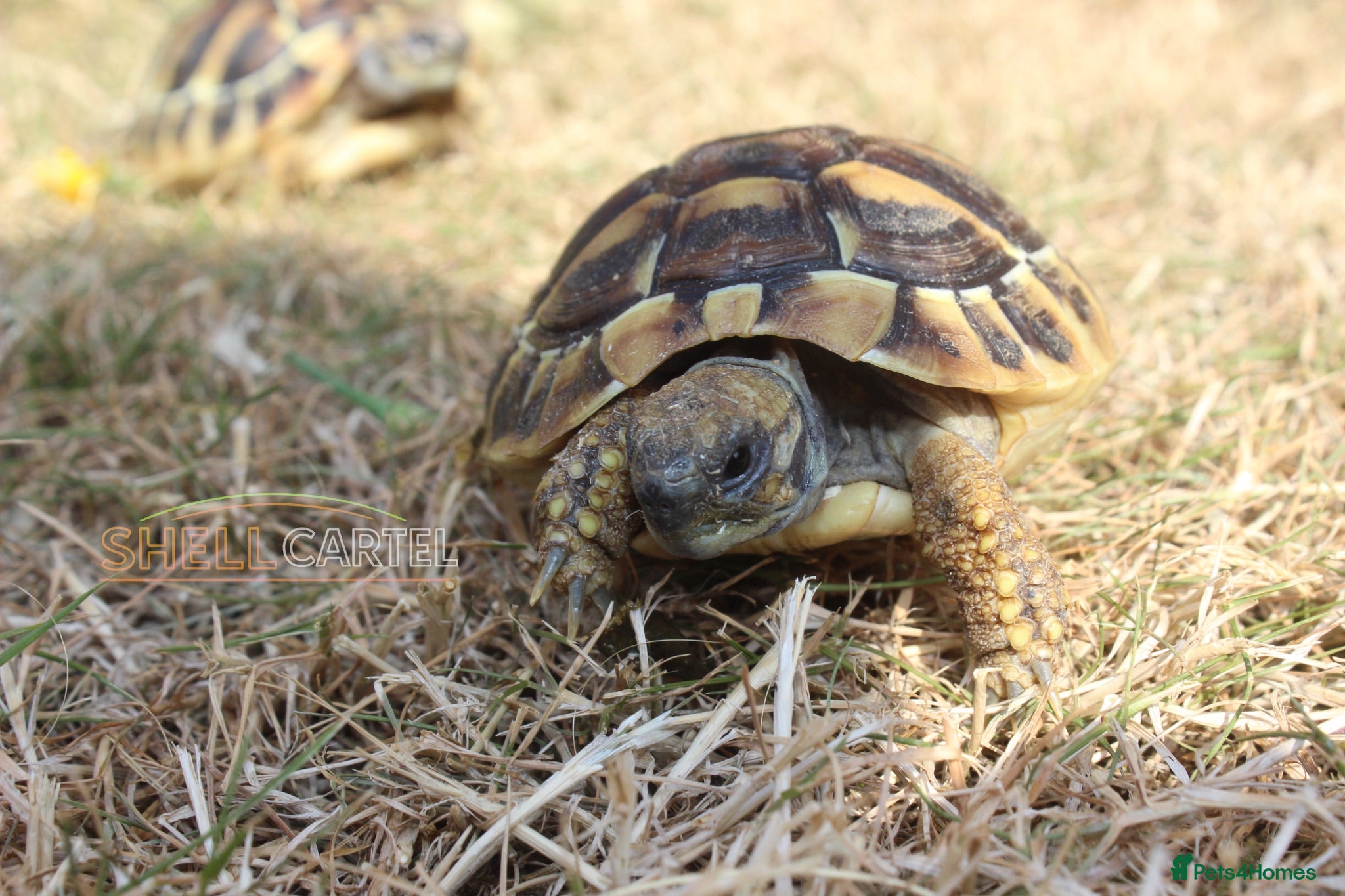 Hermann Tortoise reptiles Baby Hermanns Hatchlings & Set Ups!! - Advert 1
