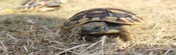 Hermann Tortoise reptiles for sale: Baby Hermanns Hatchlings & Set Ups!! - Advert 3
