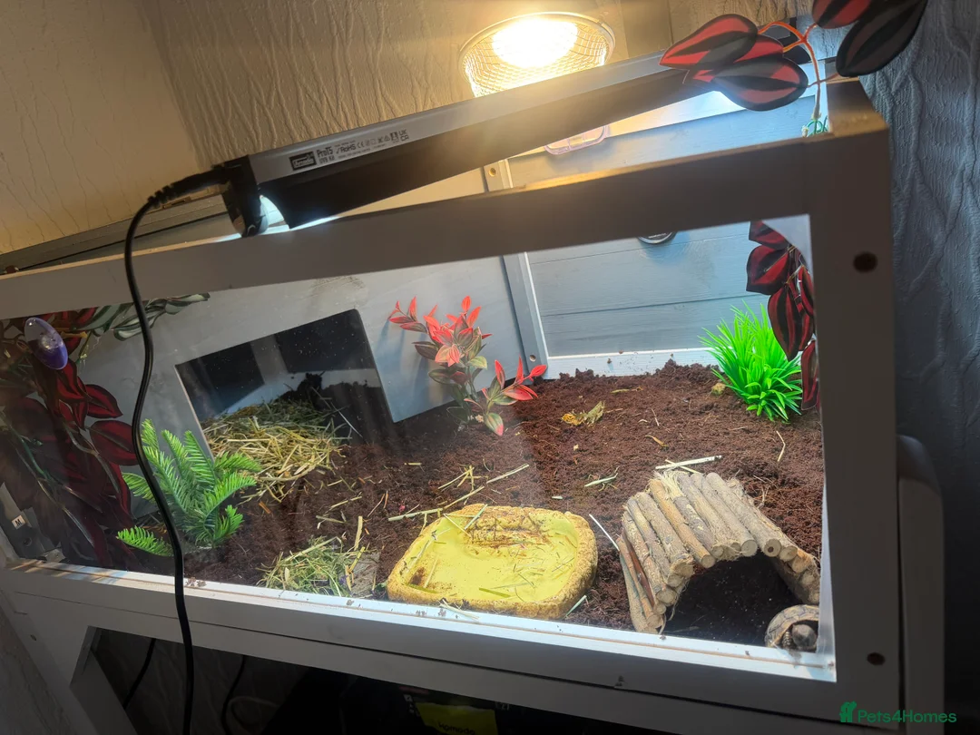 Hermann Tortoise reptiles for sale: Baby Nacho - Advert 4