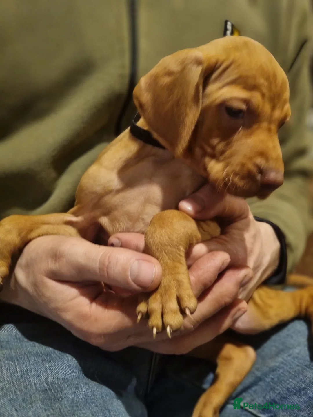 Hungarian Vizsla dogs for sale: Hungarian vizsla pups - Advert 5