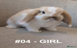 Mini Lop rabbits for sale: Exceptional Mini-Lops. Collect from: 13th October - Image 13