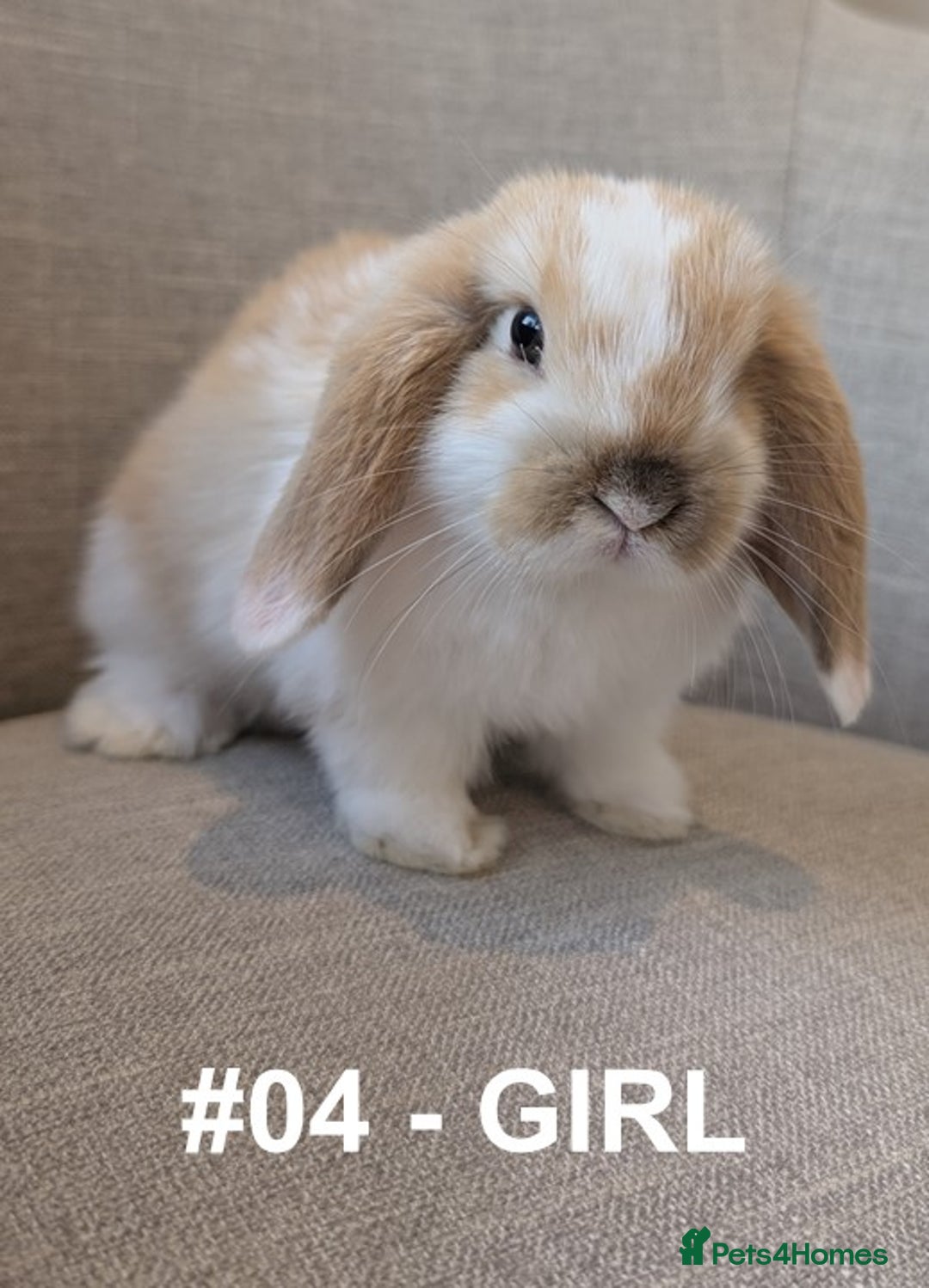 Mini Lop rabbits for sale: Exceptional Mini-Lops. Collect from: 13th October - Image 13