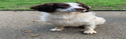 English Springer Spaniel dogs for stud: KC Registered English Springer Spaniel Stud in Bexhill-on-Sea - Advert 2