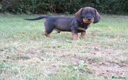 Dachshund dogs for sale: KC Wirehaired Dachshund / Teckel puppies  - Image 2