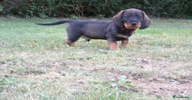 Dachshund dogs - Advert 3