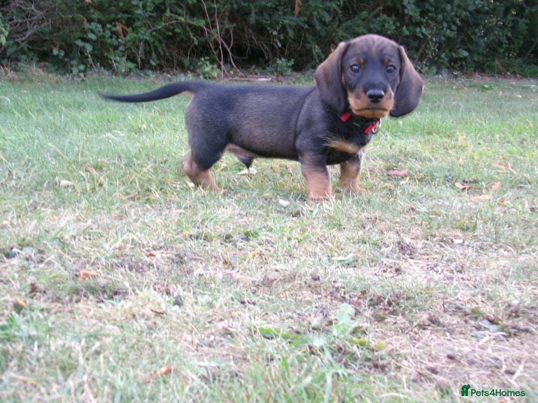 Dachshund dogs for sale: KC Wirehaired Dachshund / Teckel puppies  - Image 2