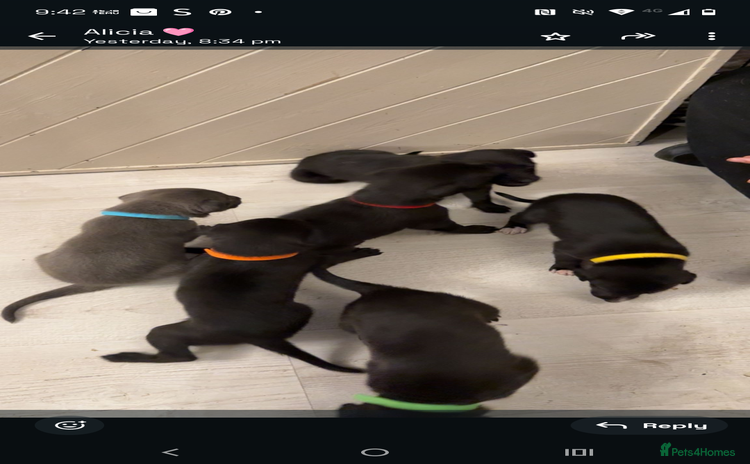 Whippet dogs - Advert 1