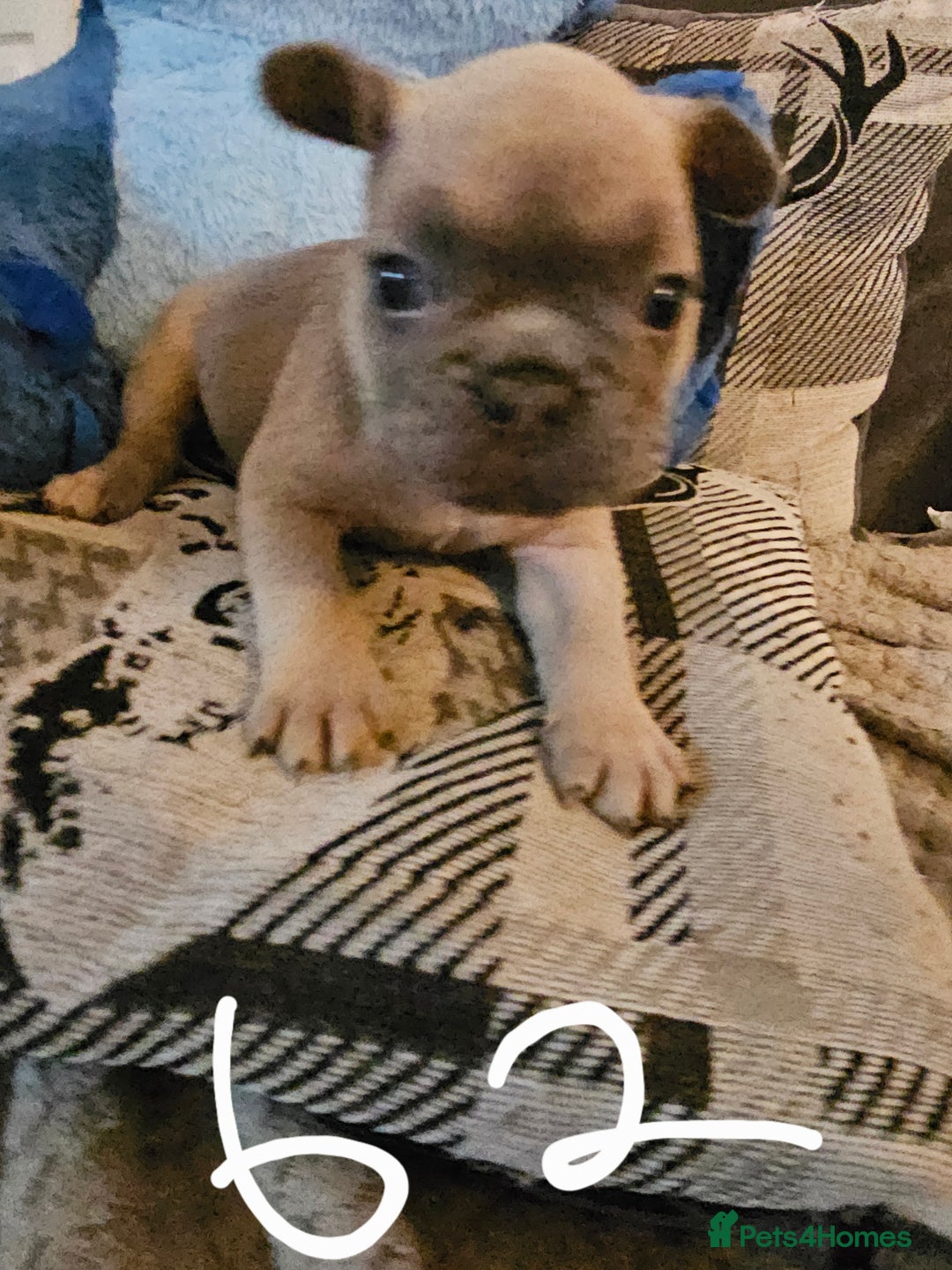 French Bulldog dogs for sale: Beautiful french bulldog puppies  - Image 5