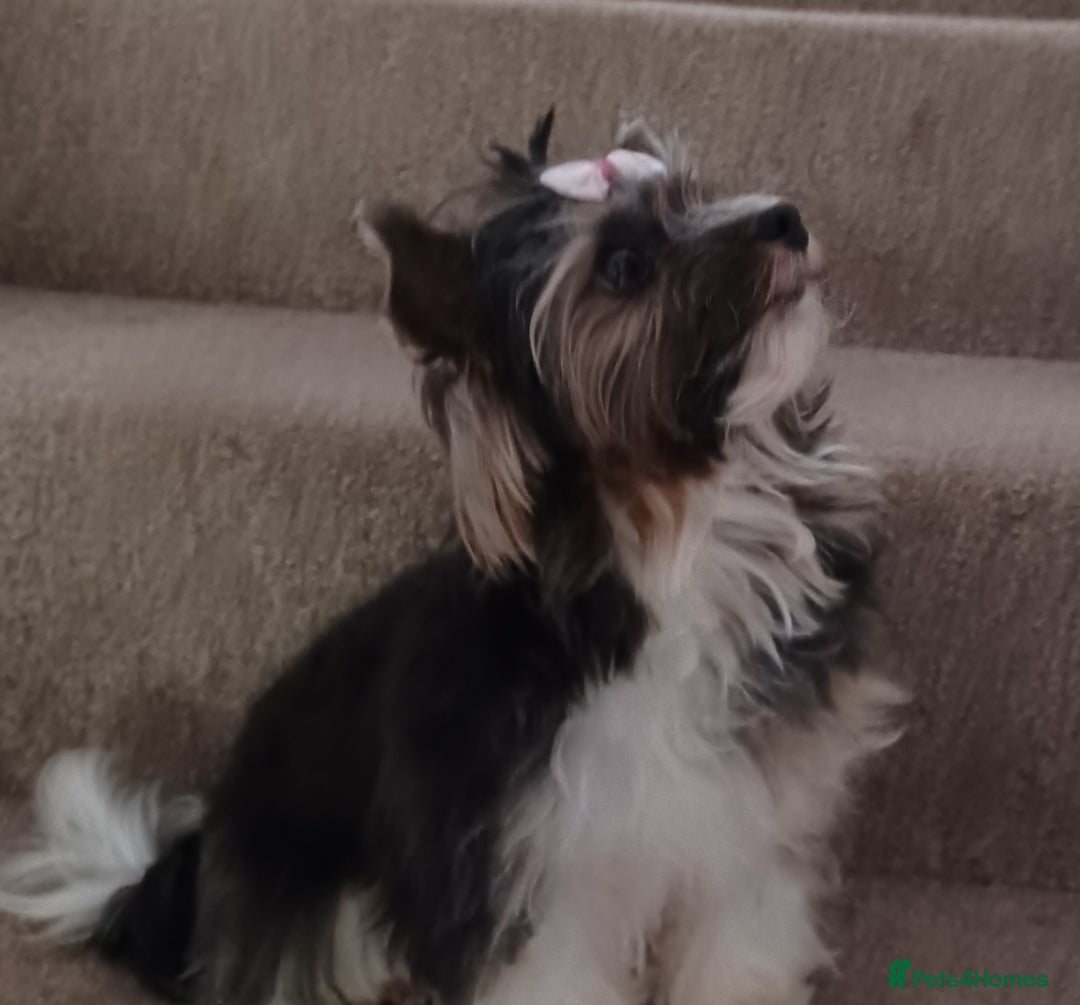 Yorkshire Terrier dogs for stud: Purebred BiewerTerrier/ColourfulYorkie Proven Stud in Merthyr Tydfil - Advert 2