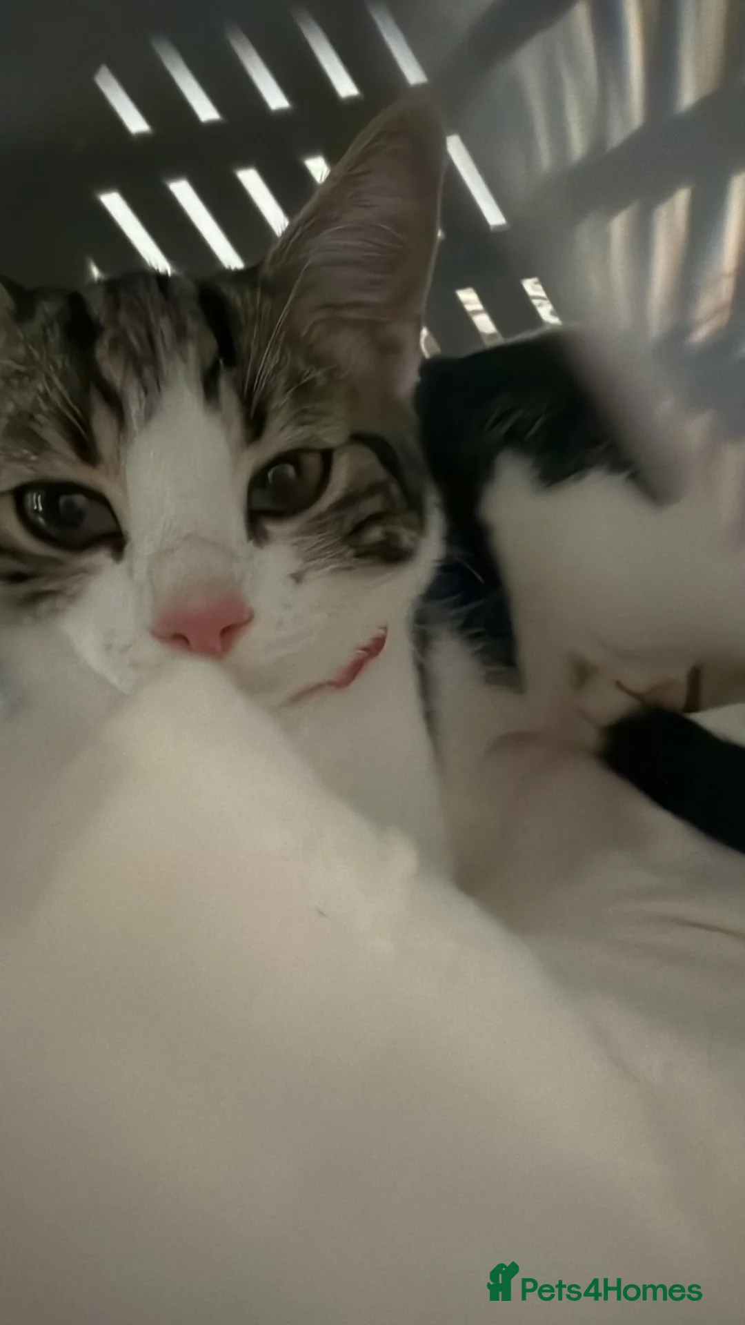 Domestic Shorthair cats for sale: Domestic cat in Birmingham - Advert 1