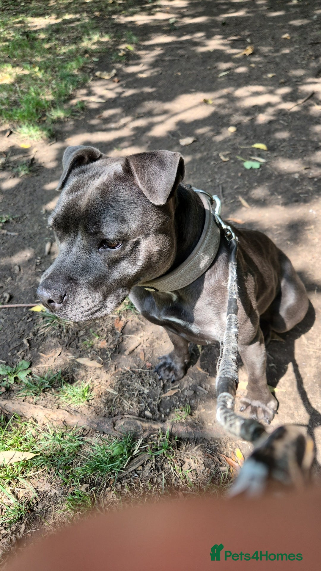 Staffordshire Bull Terrier dogs for sale: Female staff - Image 4