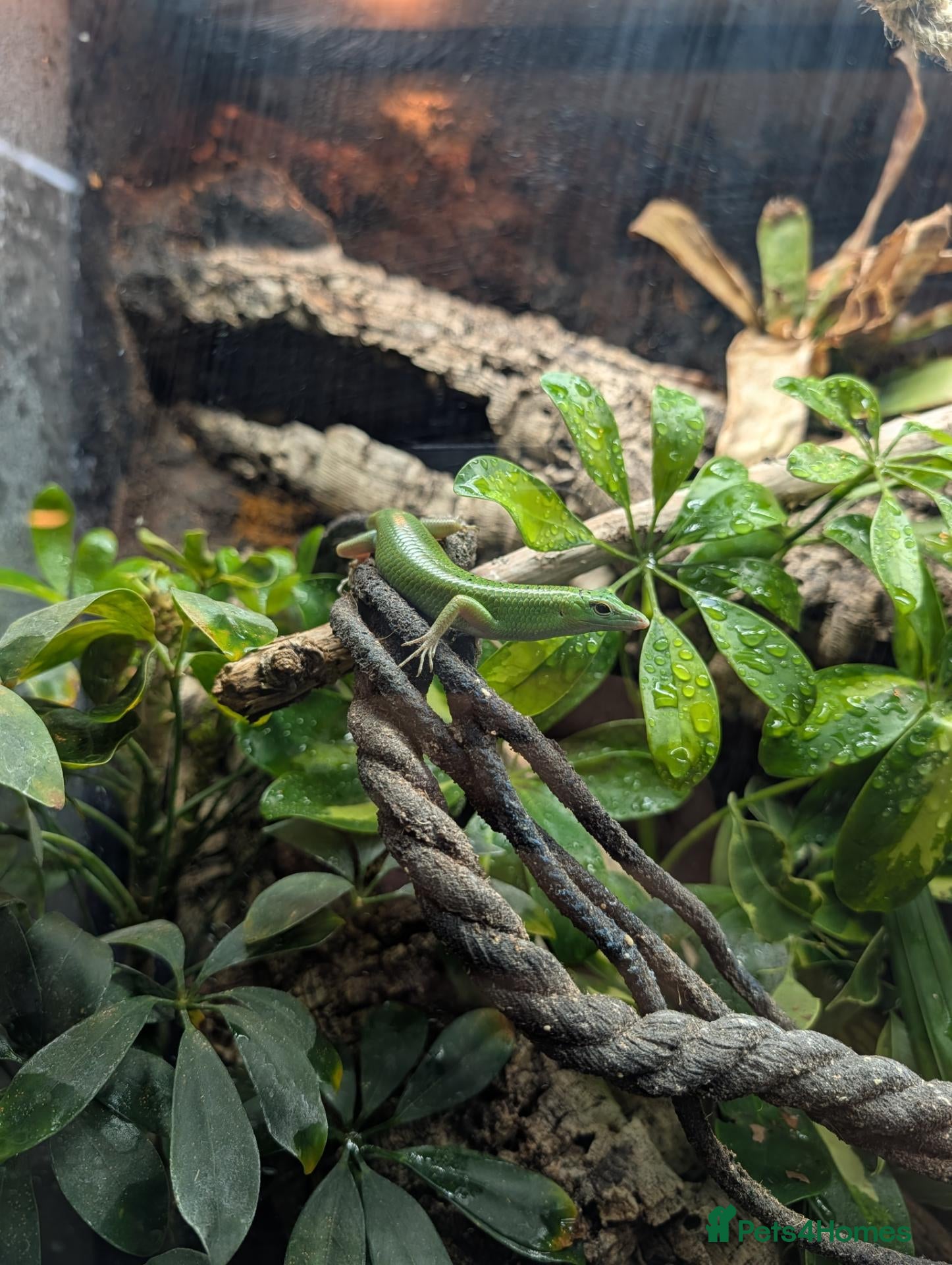 Skink reptiles Young Emerald tree skink - Advert 1