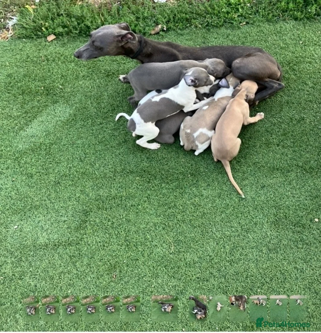 Mixed Breed dogs for sale: Italian greyhound whippet pups  - Advert 6