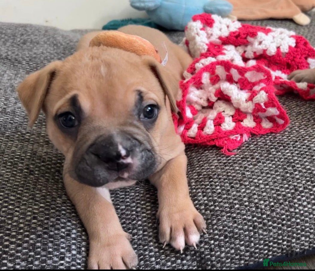 Mixed Breed dogs Gorgeous, playful and loving pup - Advert 12