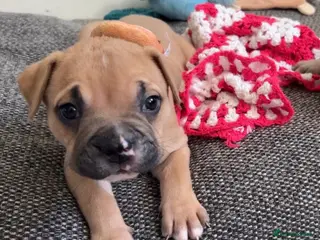 Mixed Breed dogs Gorgeous, playful and loving pup - Advert 2