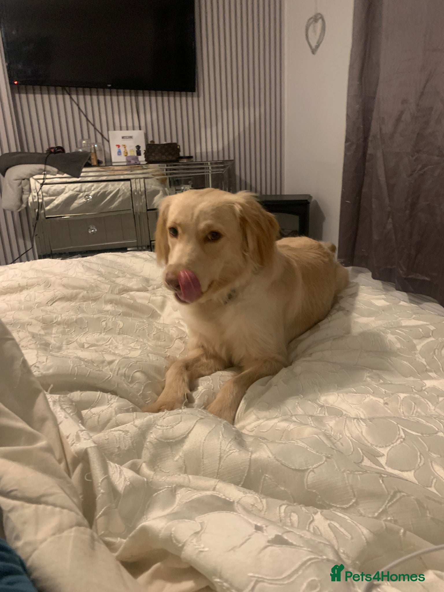 Goldador dogs Golden retriever x lab  - Advert 7